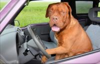 Опасности за кучетата и стопаните им в колата